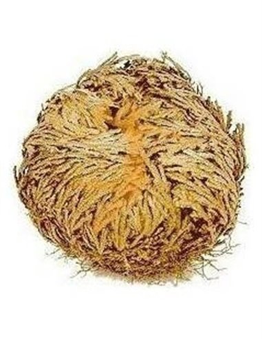 Rosa De Jerico Unidad de Plameca