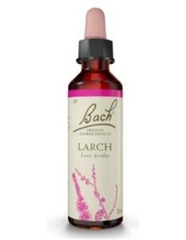 (19) Larch  de Bach