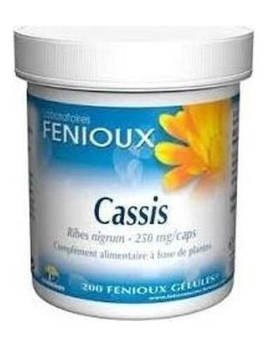 Grosellero Negro (Cassis) 200Cap. de Fenioux