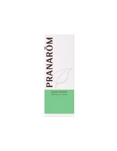 Hisopo Real (Officinalis) Sumidad Florida 5 Ml de Pranarom