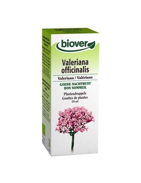 Valeriana officinalis