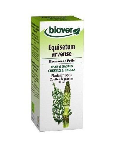 Equisetum arvense (Cola de Caballo)