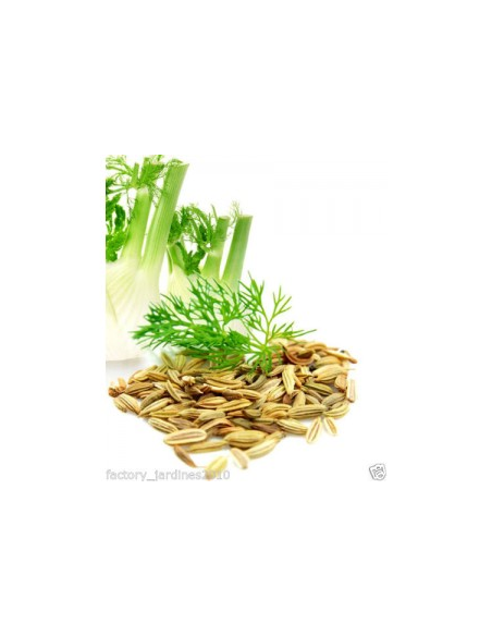 Hinojo Fruto Bolsa 40 G de Artesania