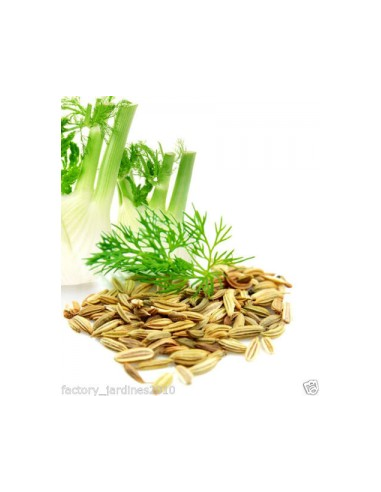 Pack 4x3 Hinojo Fruto Bolsa 40 G de Artesania