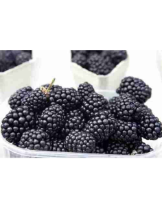 Moras Ecológicas 125G* Sin Pesticidas Garantizado 125G de Comptoirs & Compagnies