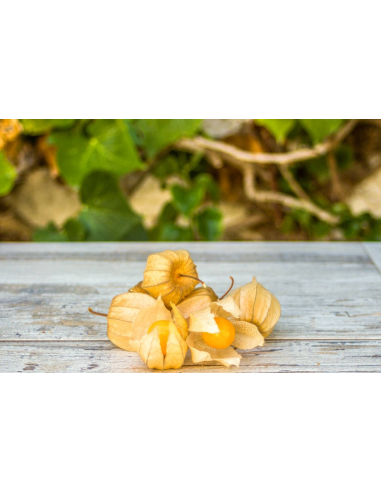 Physalis Ecológico 400G* Sin Pesticidas Garantizado 400G de Comptoirs & Compagnies